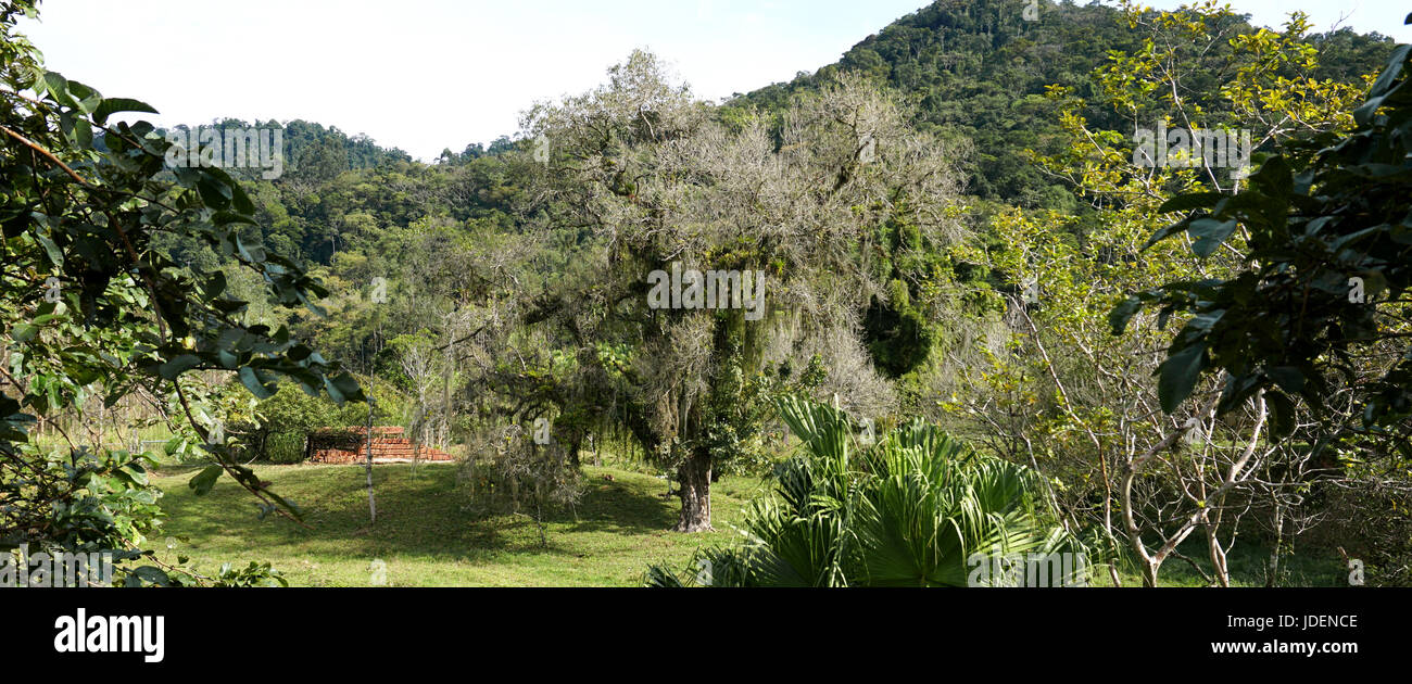 Große weiße alte Treebeard Stockfoto