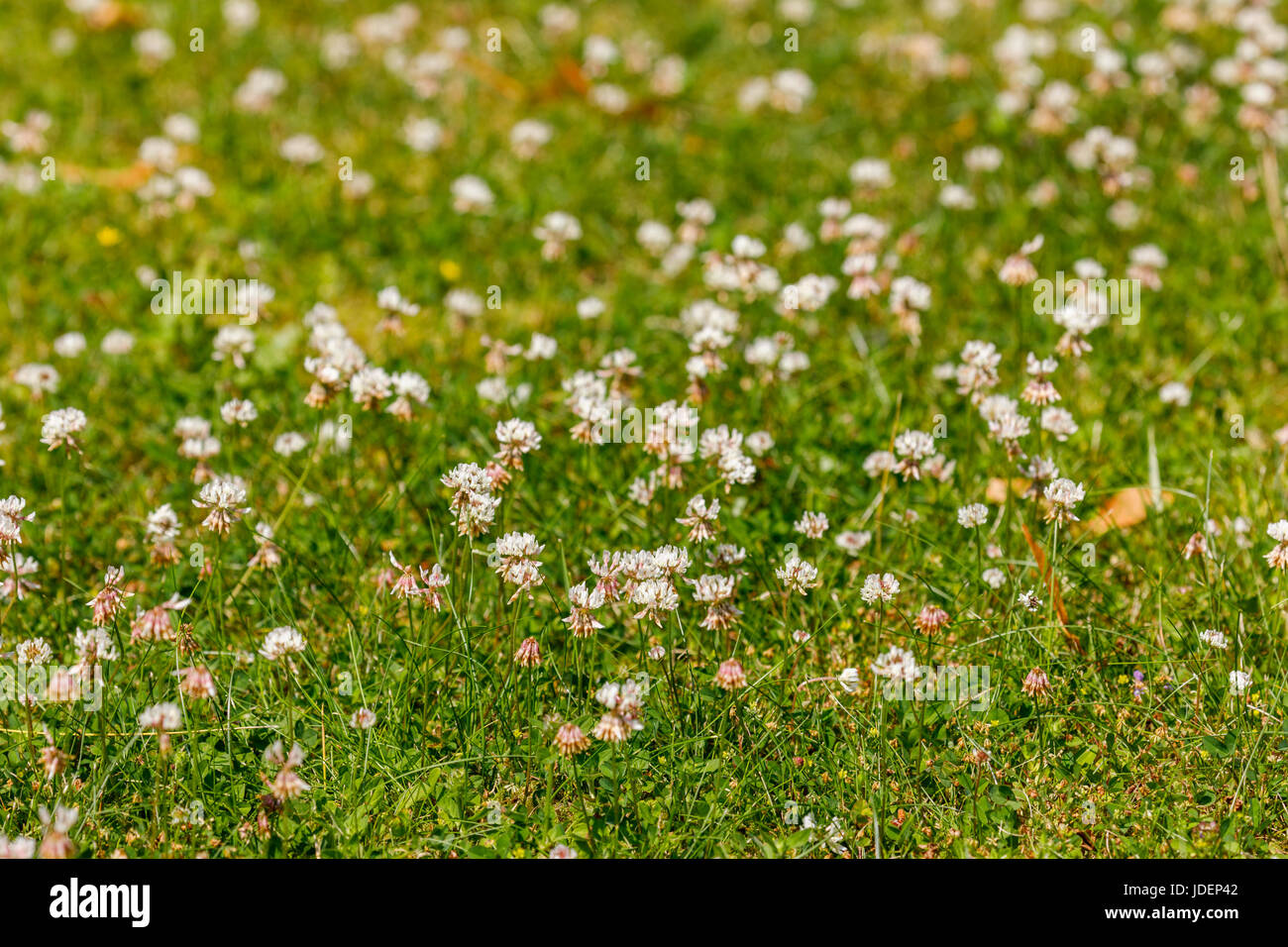 Kleeblatt, blüht im Frühsommer in einem Rasen in Südostengland, Vereinigtes Königreich, ein schwer zu beseitigen, Rasen Unkraut, gute Wiesenblumen für Bienen und Bestäuber Stockfoto
