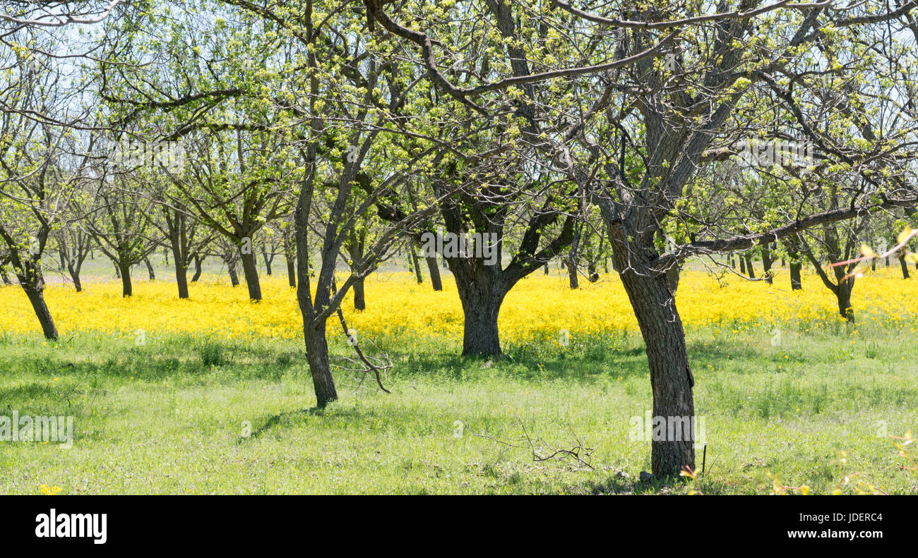 Wiese mit gelben Wildblumen in Pecan Baum Obstgarten. Frühling in Zentral-Texas. Stockfoto