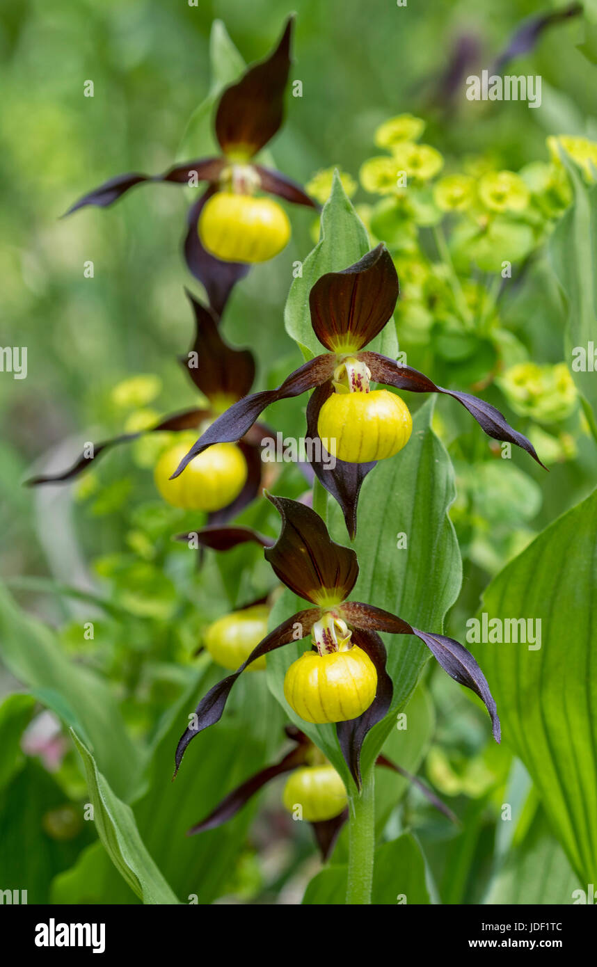 Gelbe Frauenschuh Orchidee (Cypripedium Calceolus), Biosphere Reserve Schwäbische Alb, Baden-Württemberg, Deutschland Stockfoto