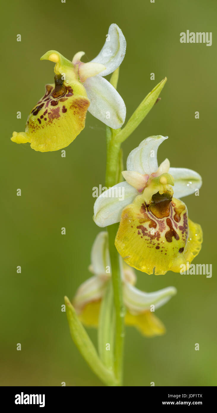 Späten Spider Orchid (Ophrys Holoserica), gelbe Morph, Lechauen, Bayern, Deutschland Stockfoto