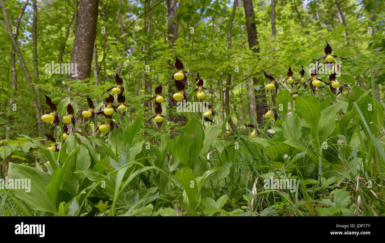 Gelbe Frauenschuh Orchidee (Cypripedium Calceolus), in Buchenwald, Biosphere Reserve Schwäbische Alb, Baden-Württemberg Stockfoto