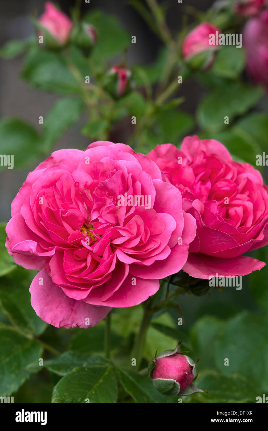 Blühende rose mit Knospen (rosa), Bayern, Deutschland Stockfoto