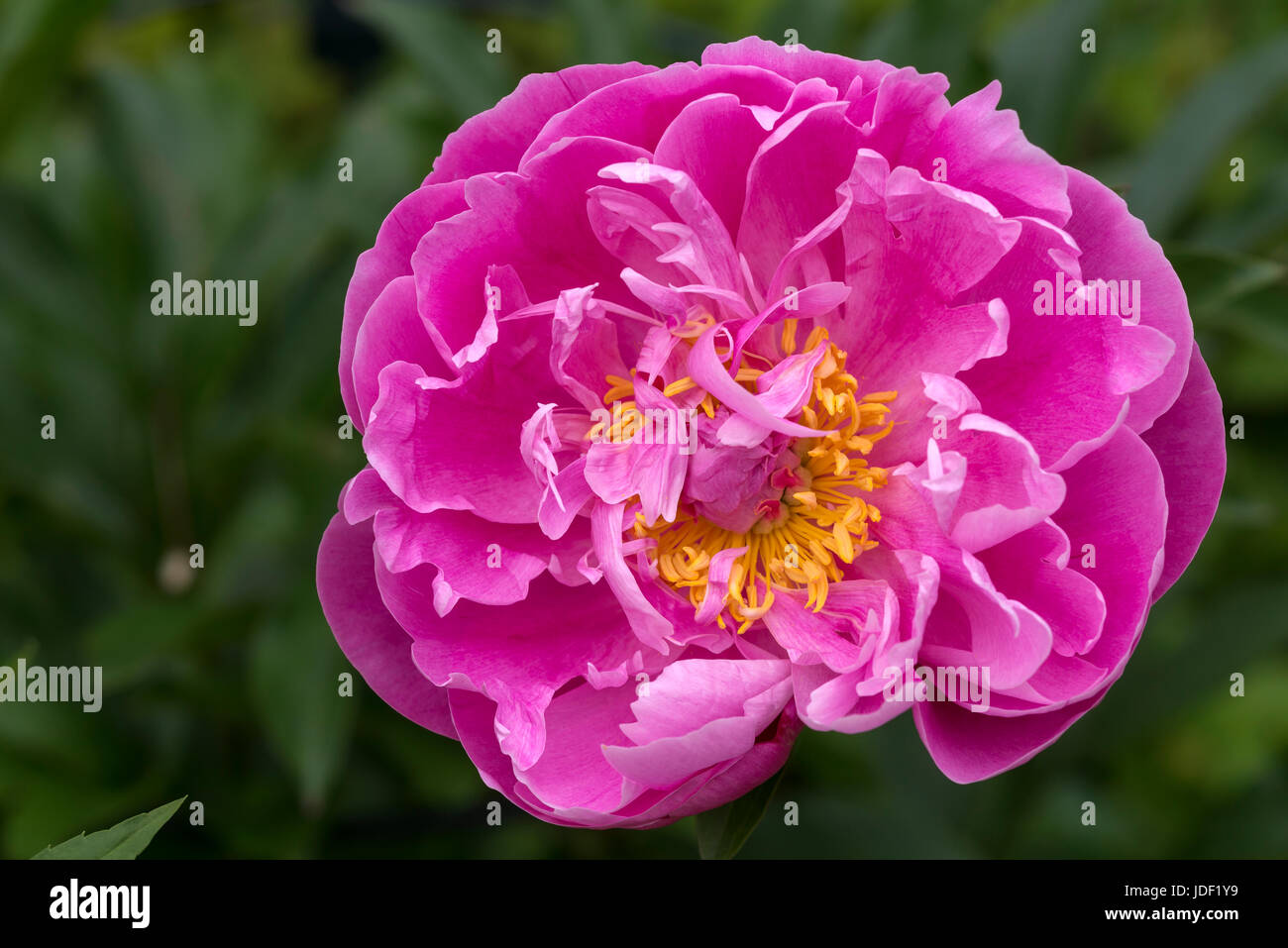 Blühende Pfingstrosen (Paeonia), rosa, Bayern, Deutschland Stockfoto