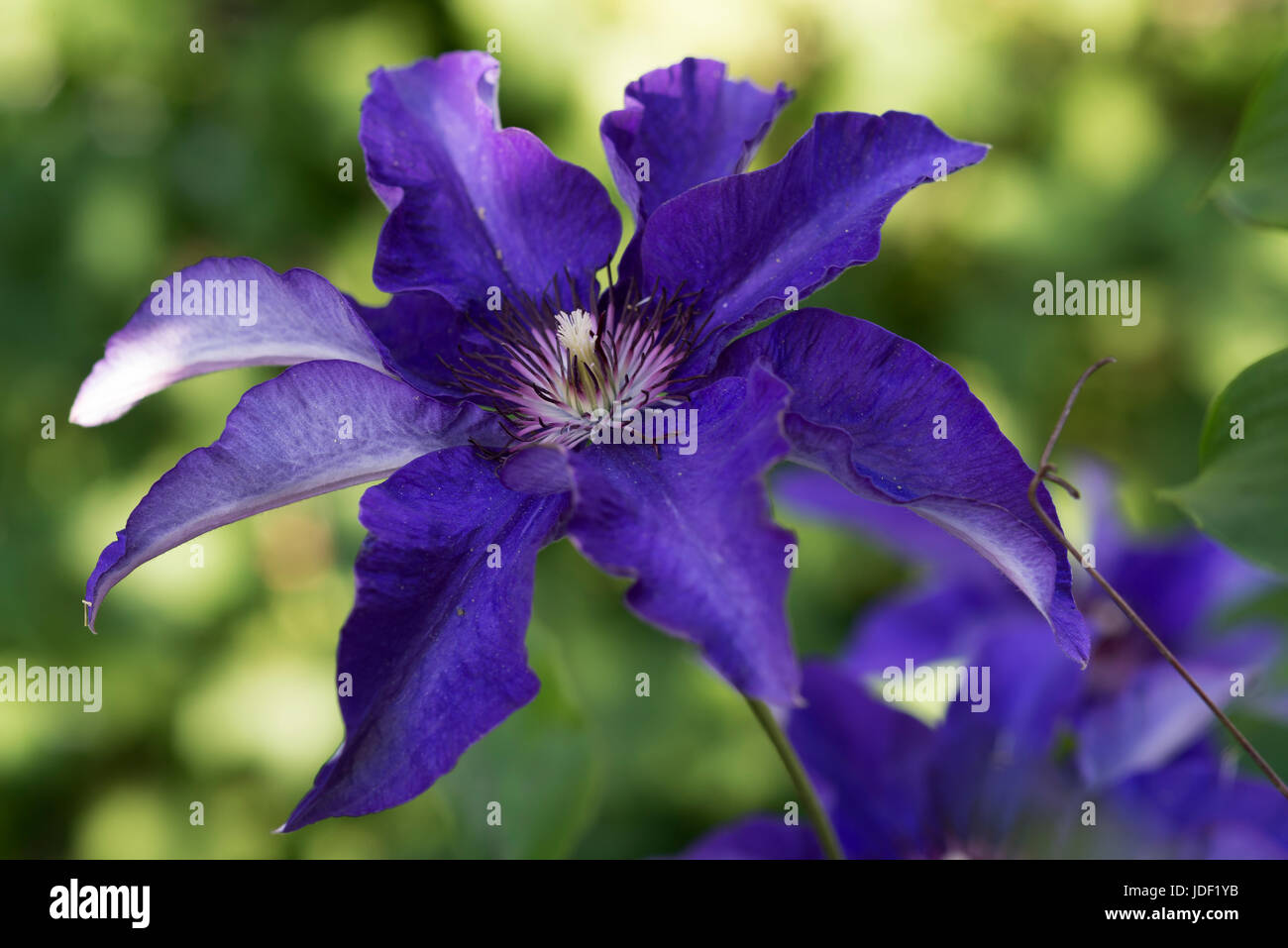 Blaue Blüten der Waldrebe (Clematis), Bayern, Deutschland Stockfoto