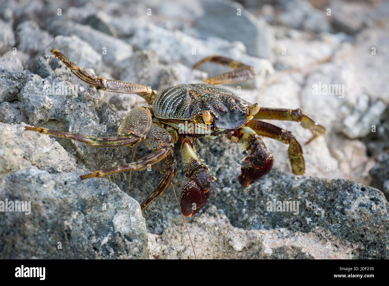 Shore Crab (Grapsus Albolineatus) auf Felsen, Gangehi Island, Ari Atoll, Indischer Ozean, Malediven Stockfoto
