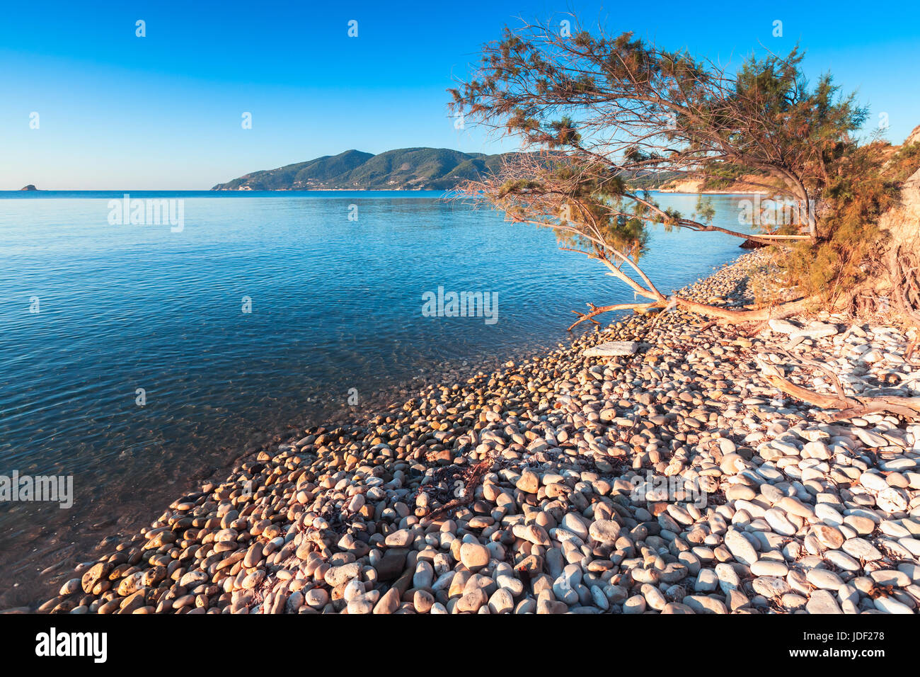 Kleine Koniferen Baum auf der Küste von Zakynthos Island, Griechenland. Beliebtes Reiseziel für den Sommerurlaub Stockfoto