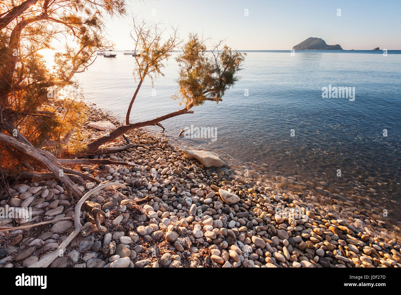 Kleiner Baum auf der Küste von Zakynthos Island, Griechenland. Beliebte touristische Destination für den Sommerurlaub Stockfoto