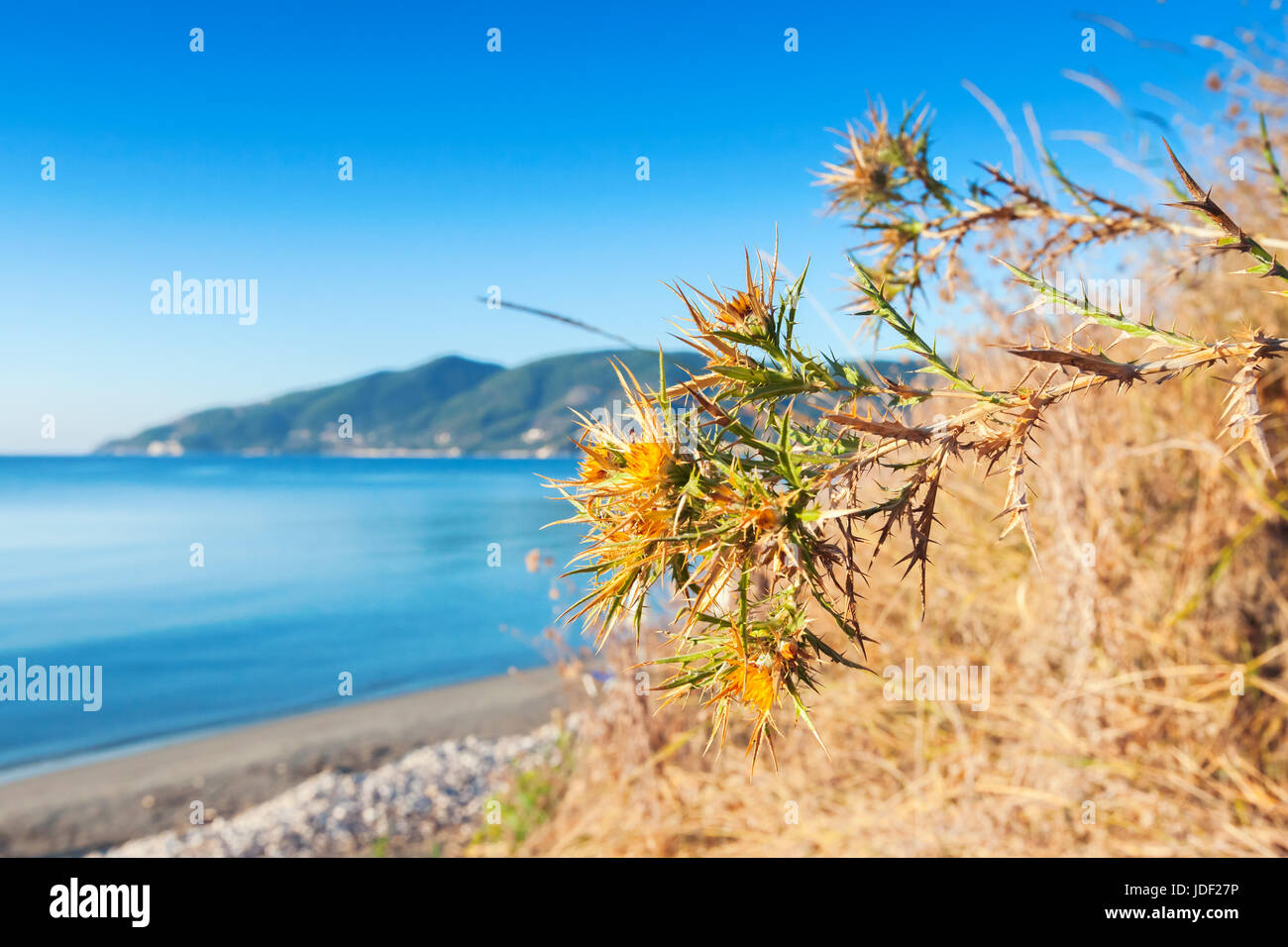 Trockene Blumen auf der Küste von Zakynthos Island, Griechenland. Beliebtes Reiseziel für den Sommerurlaub Stockfoto