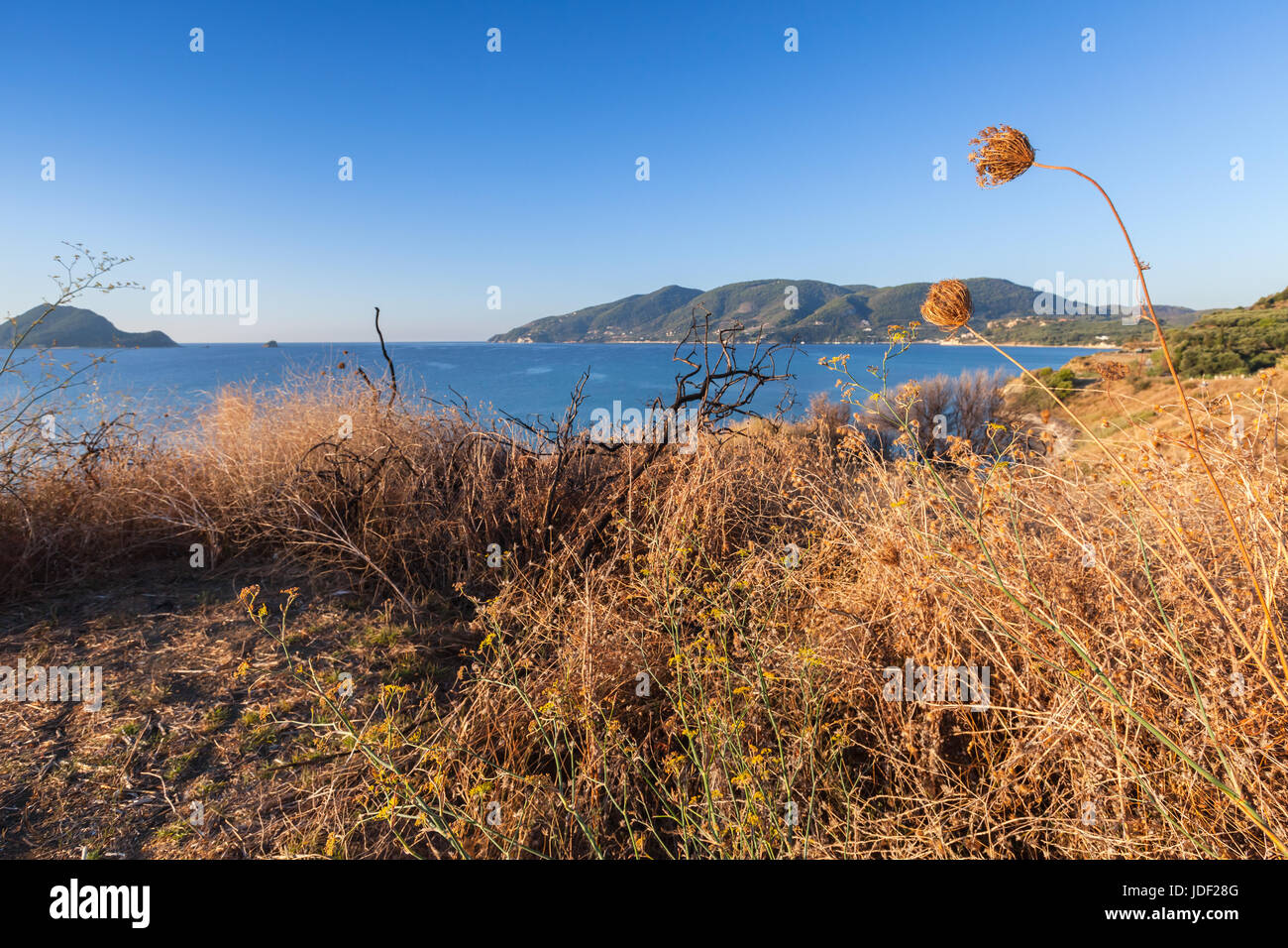 Trockenen Gräsern und Blumen auf der Küste von Zakynthos Island, Griechenland. Beliebte touristische Destination für den Sommerurlaub Stockfoto