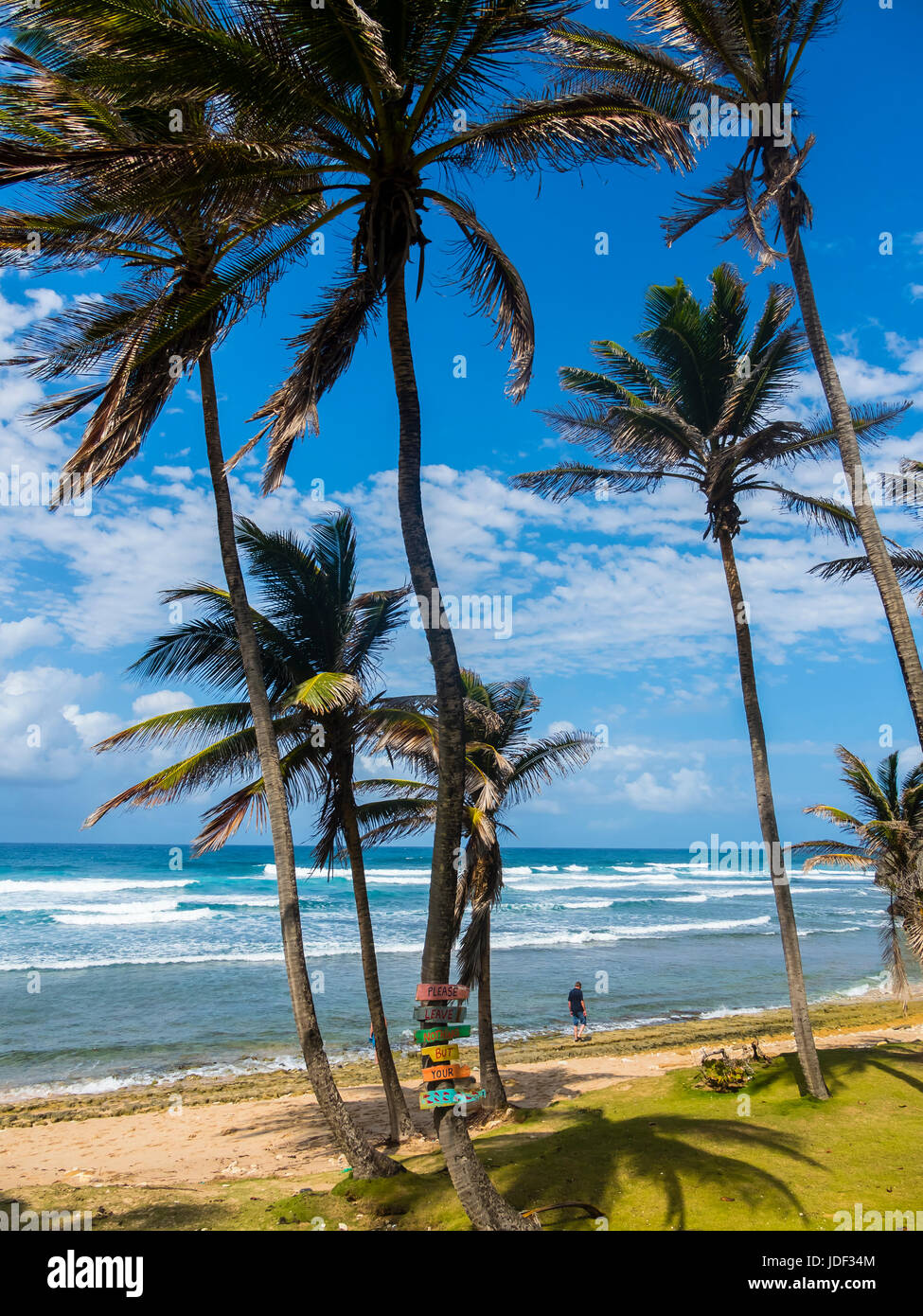 Bathsheba Park, St. Joseph, Barbados Stockfotografie Alamy