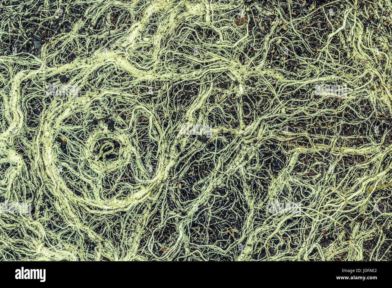 Halbabstrakt von Wurzeln und Boden aus einer umgedrehten Containerpflanze, verbunden durch ein dichtes, fast unsichtbares Myzel-Pilznetzwerk. Stockfoto