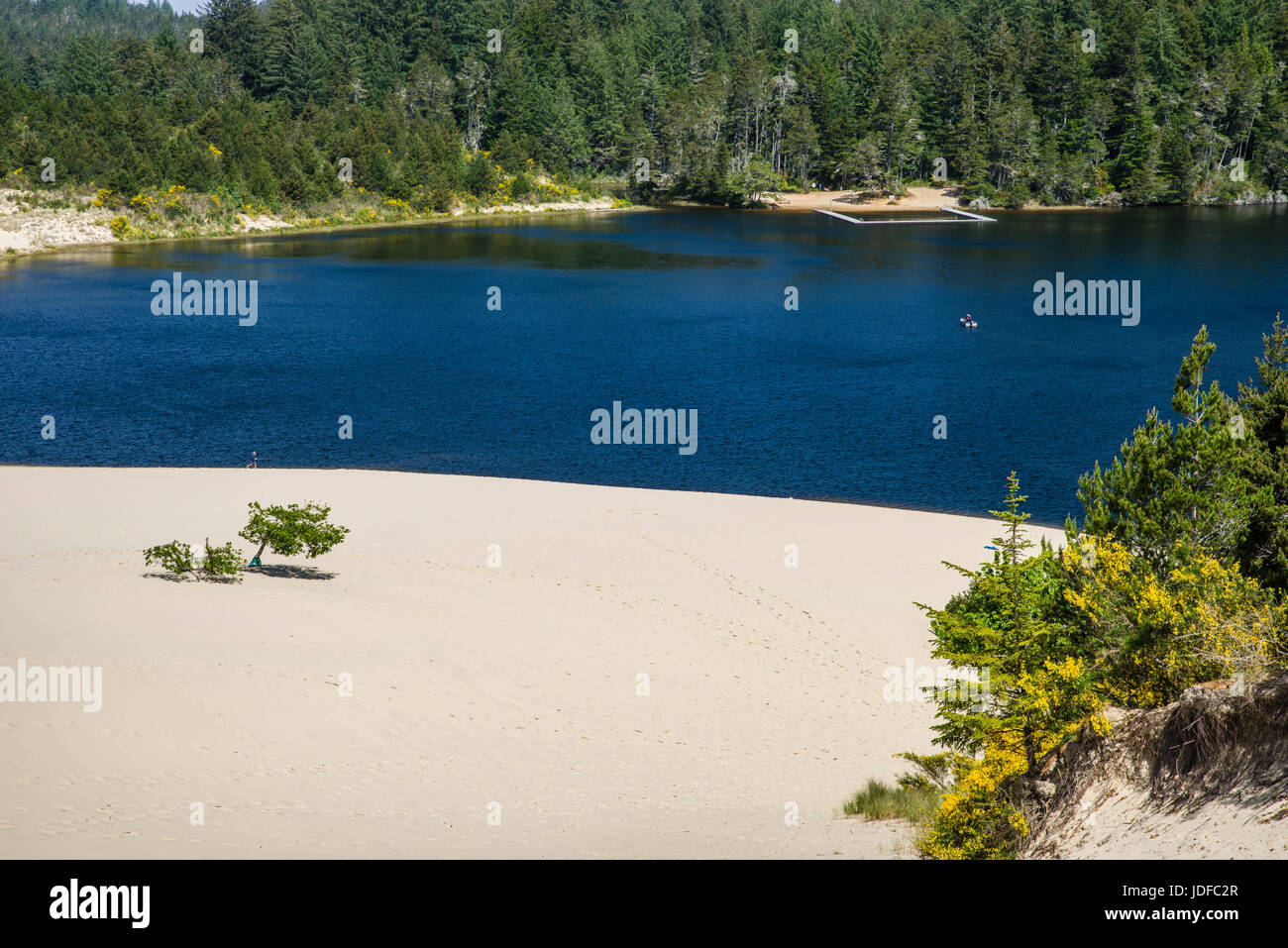 Sanddünen sind die Hauptattraktion im Jessie M Honeyman Memorial State Park.  Florence, Oregon Stockfoto