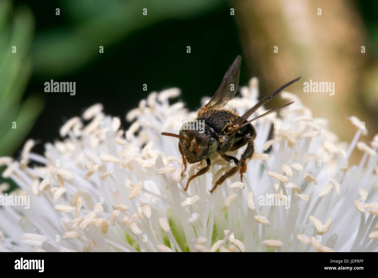 Kleine schwarze Wespe auf einige weiße Blumen Stockfoto