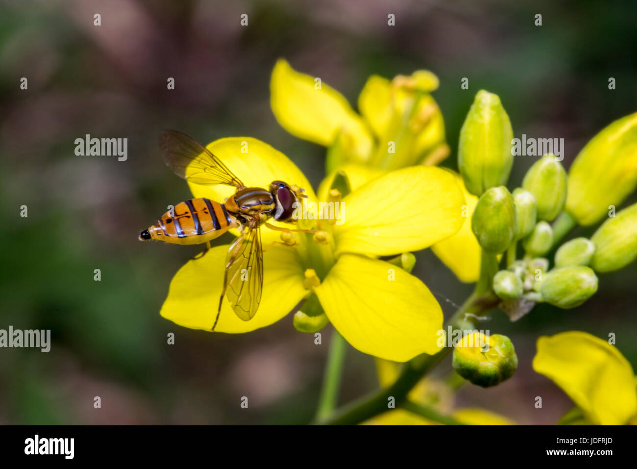 Winzige Episyrphus Balteatus Insekt auf eine gelbe Primel Blume Stockfoto