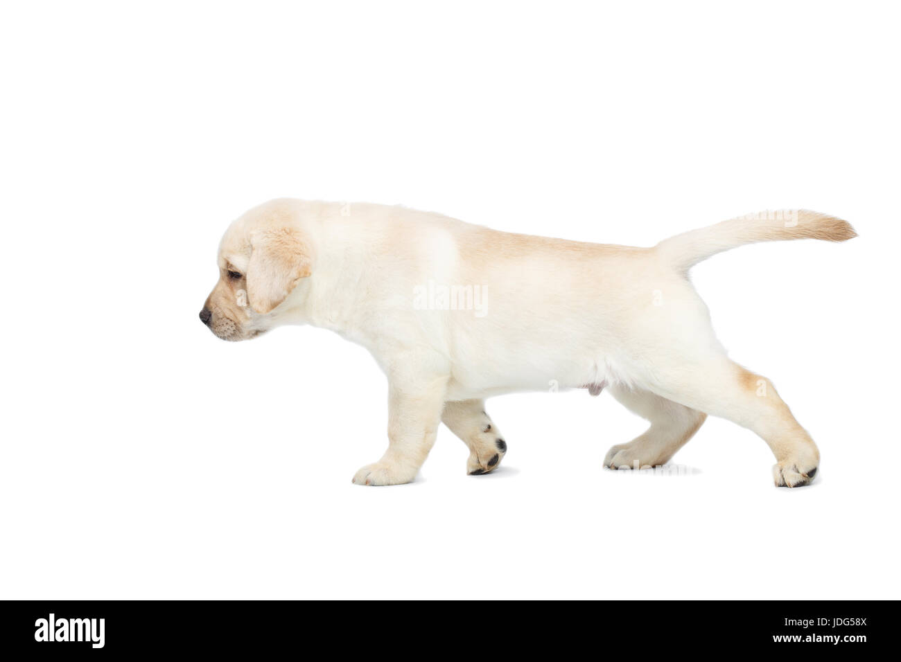 Labrador Welpe auf weißem Hintergrund Stockfoto