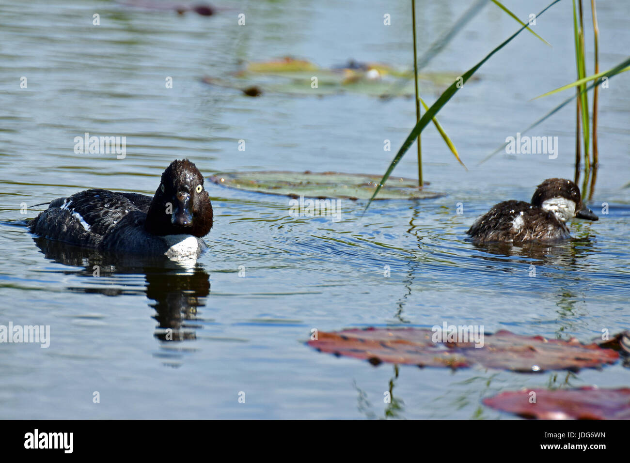 Weibliche Schellenten (Bucephala Clangula) und Entchen schwimmen auf dem Teich Stockfoto