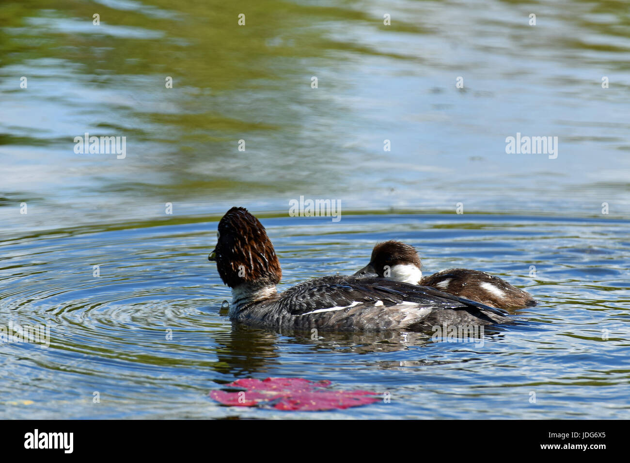 Weibliche Schellenten (Bucephala Clangula) und Entchen schwimmen auf dem Teich Stockfoto