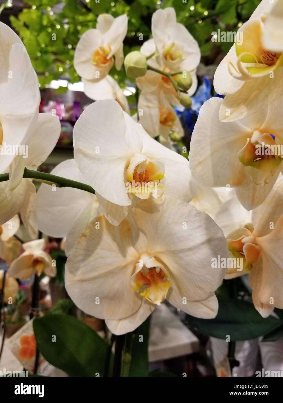 Foto von schönen unbeschnittenen weißen Orchideen in einer natürlichen Umgebung, bringen die Vielfalt der weißen Farben, die die Klammer dieser Blume geworden sind. Stockfoto