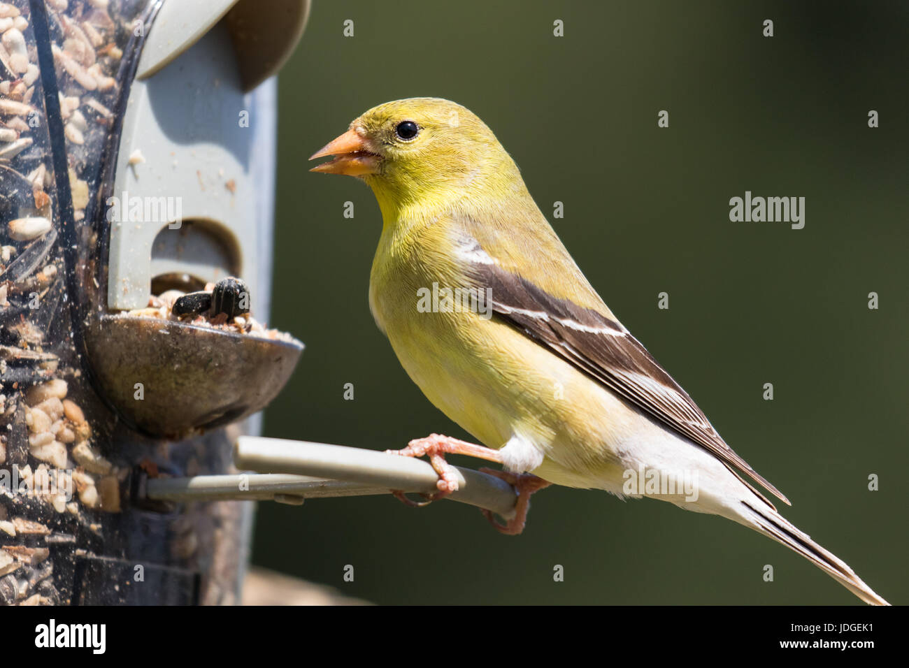 Weibliche amerikanische Stieglitz Essen in einem Hinterhof Futterhäuschen. Der amerikanische Stieglitz ist der Staatsvogel von Iowa, New Jersey und Washington. Stockfoto