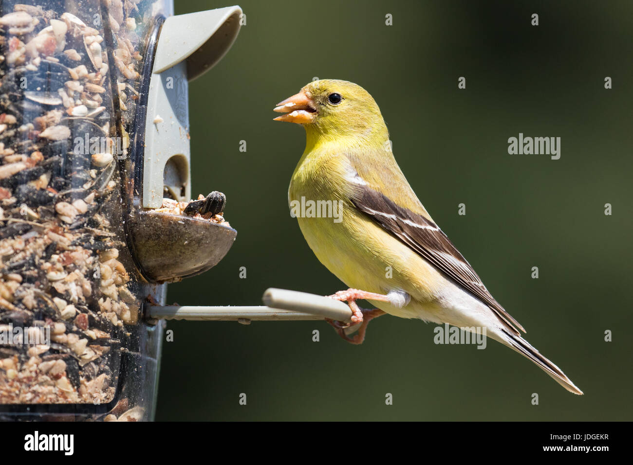 Weibliche amerikanische Stieglitz Essen in einem Hinterhof Futterhäuschen. Der amerikanische Stieglitz ist der Staatsvogel von Iowa, New Jersey und Washington. Stockfoto