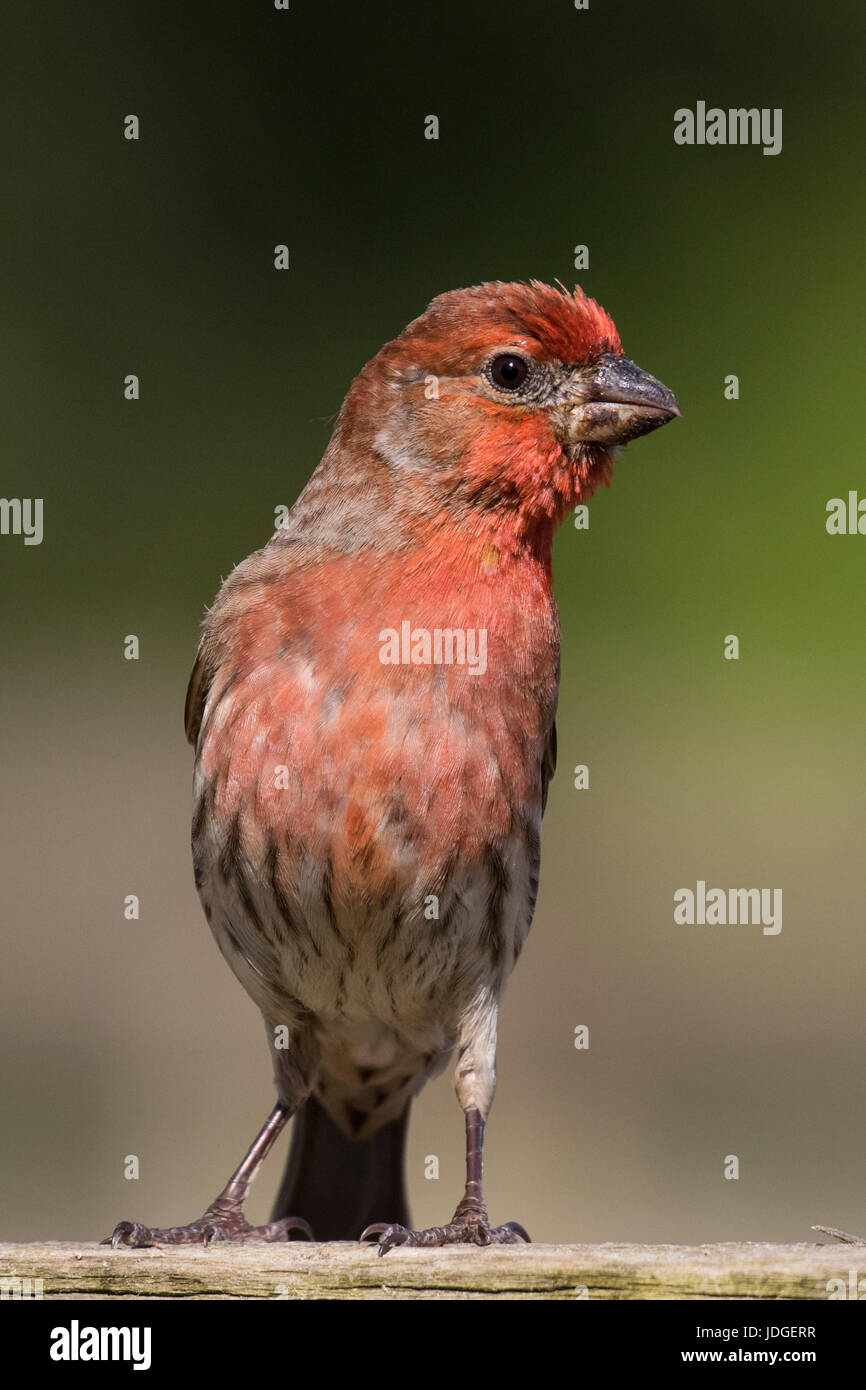 Schöne, rote männliche Haus Fink thront auf einem Holzzaun. Stockfoto