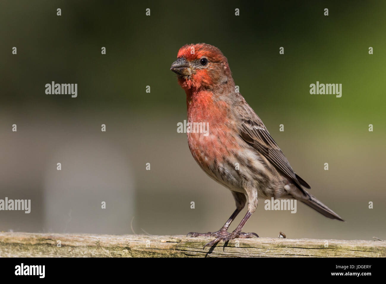Schöne, rote männliche Haus Fink thront auf einem Holzzaun. Stockfoto