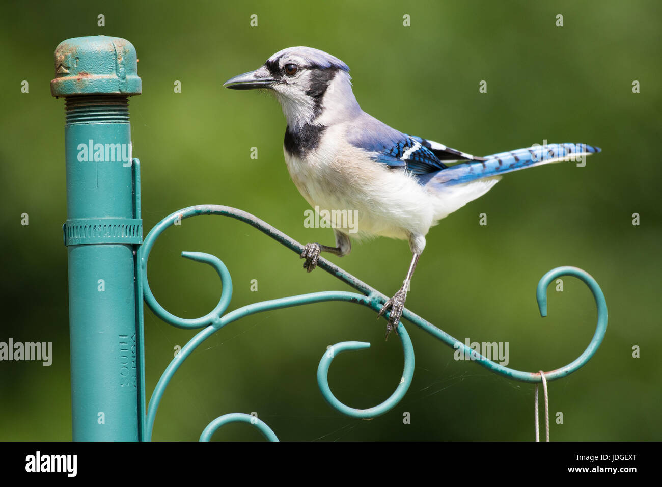 Blue Jay thront auf Post. Stockfoto