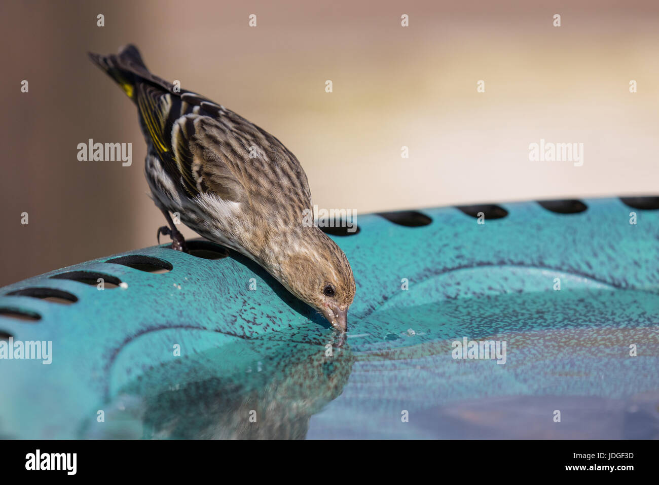 Pine Erlenzeisig, eine kleine Art von Finch, besucht eine Hinterhof-Vogeltränke und daraus trinkt. Stockfoto