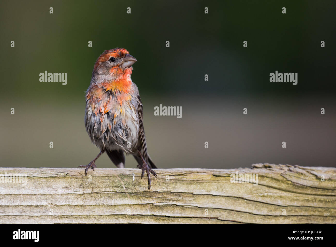 Schöne, rote männliche Haus Fink thront auf einem Holzzaun. Stockfoto
