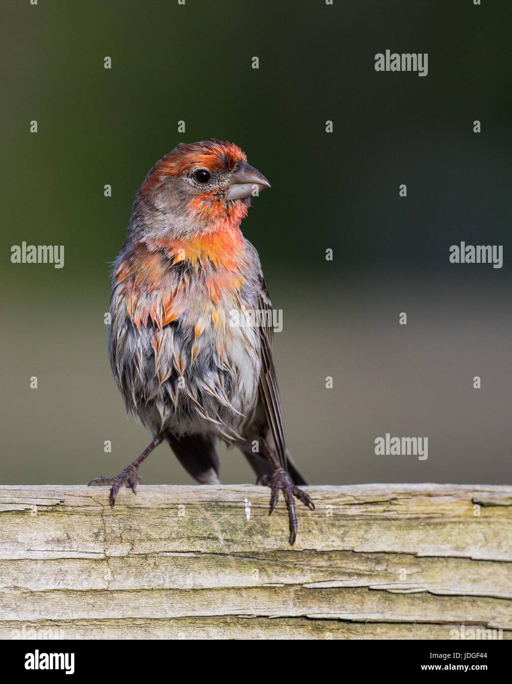 Schöne, rote männliche Haus Fink thront auf einem Holzzaun. Stockfoto