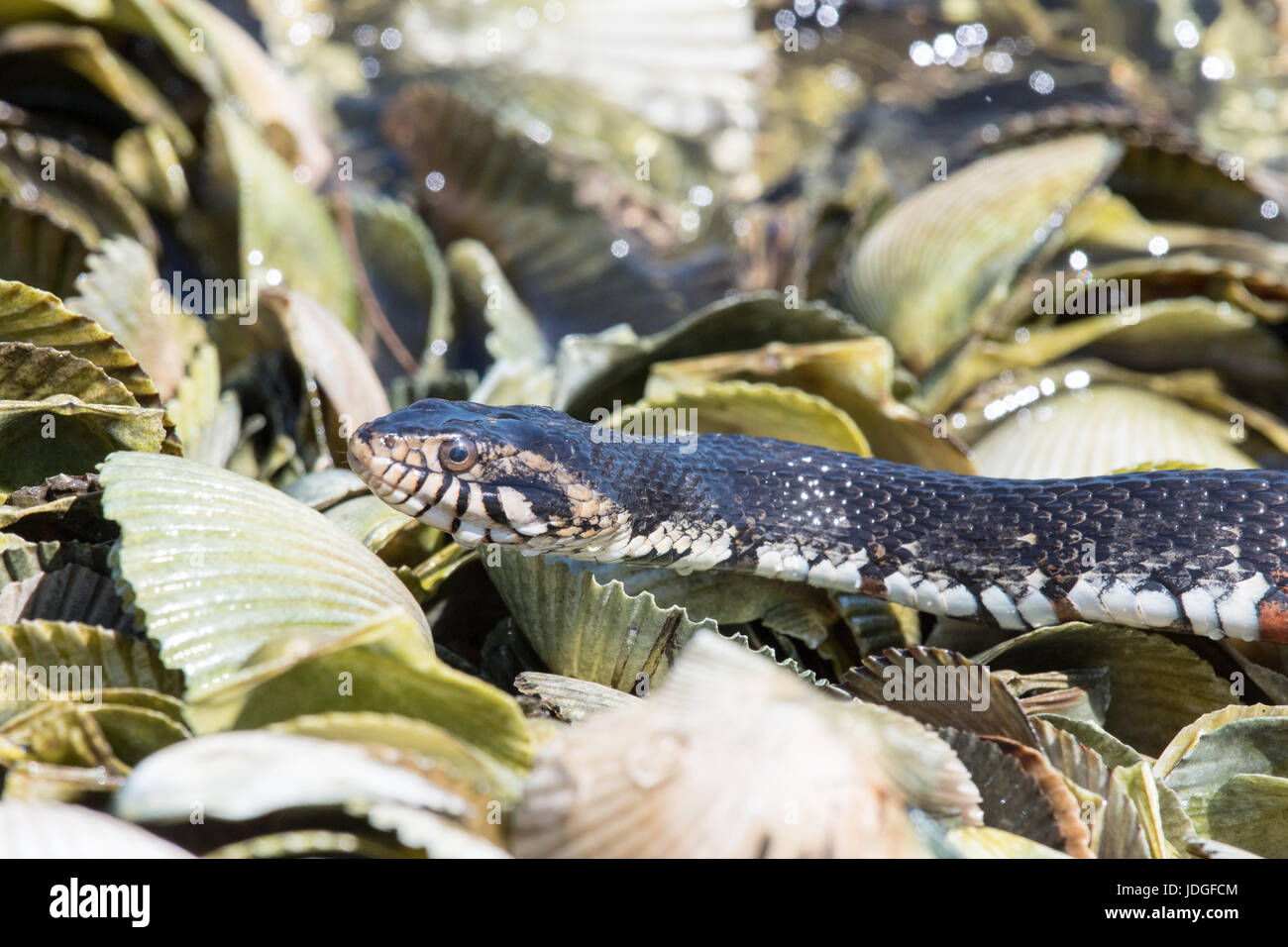 Wasser-Schlange bewegt über Muschelschalen an der Küste Floridas Crystal River gebändert. Gebänderten Wasserschlangen sind nicht giftig. Stockfoto