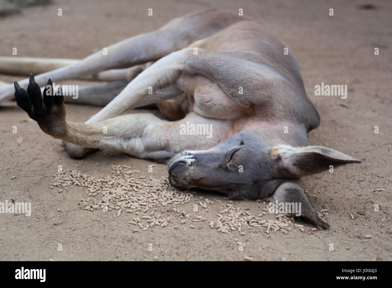 Roten Känguru schlafen auf einem Haufen von Lebensmitteln in Currumbin Wildlife Sanctuary, Australien Stockfoto