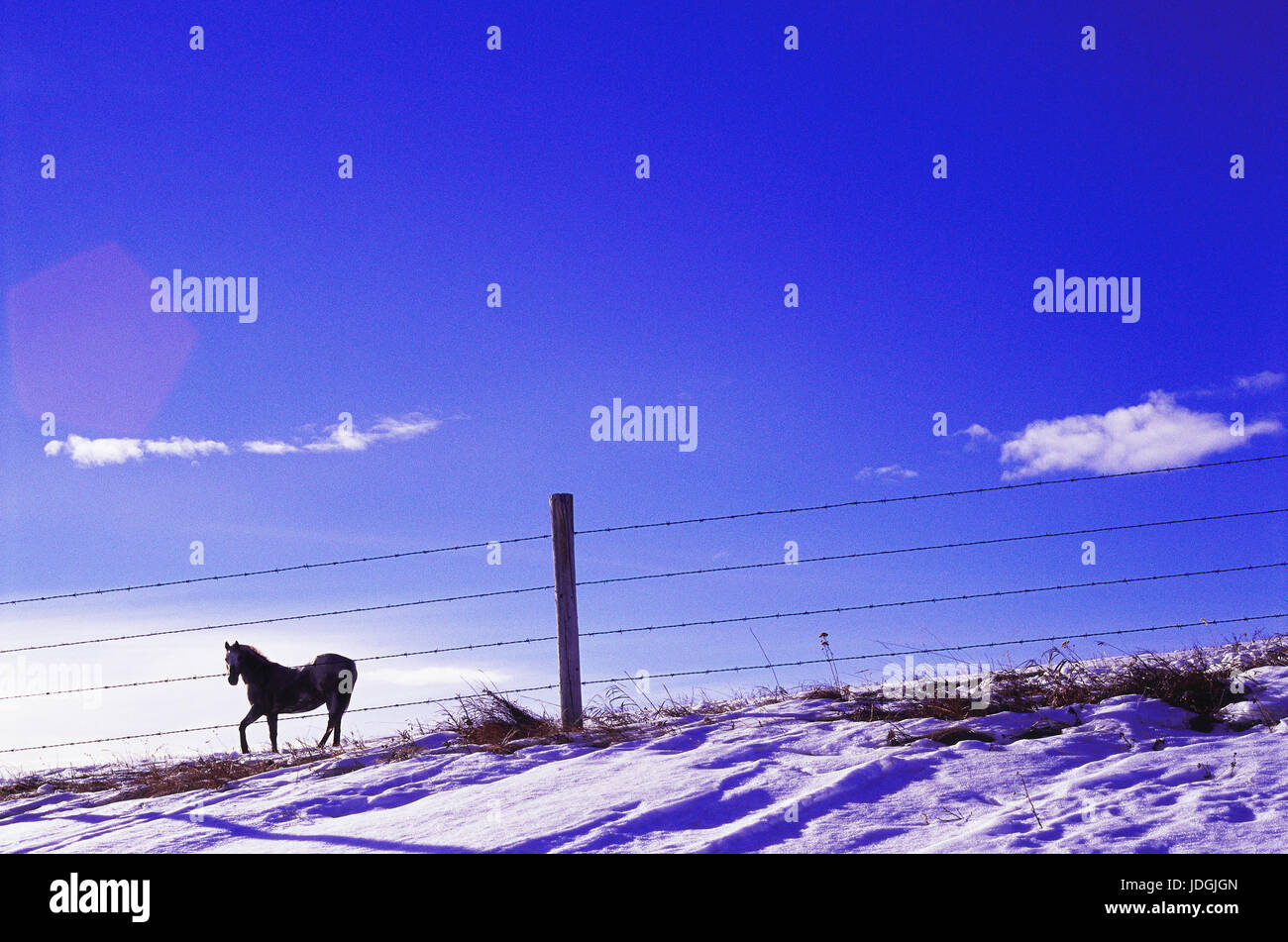 Pferd im Feld in der Nähe von Zaun im Winter Stockfoto