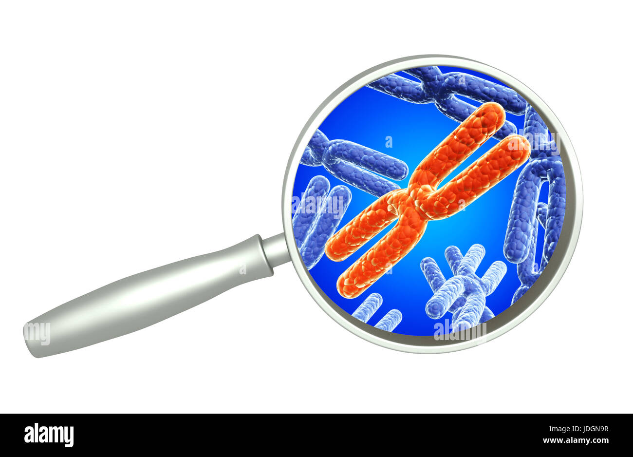 Lupe und rot und blau X-Chromosom. Isoliert auf weißem Hintergrund. 3D render Stockfoto