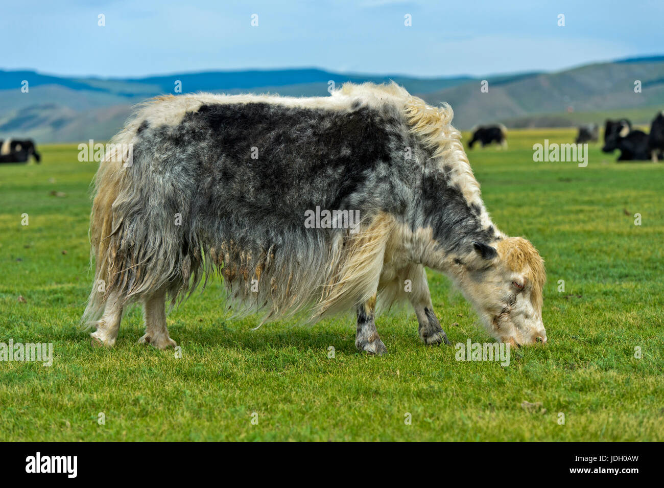 Beweidung Yak (Bos Mutus), Orkhon Tal, Khangai Nuruu National Park, Oevoerkhangai Aimag, Mongolei Stockfoto