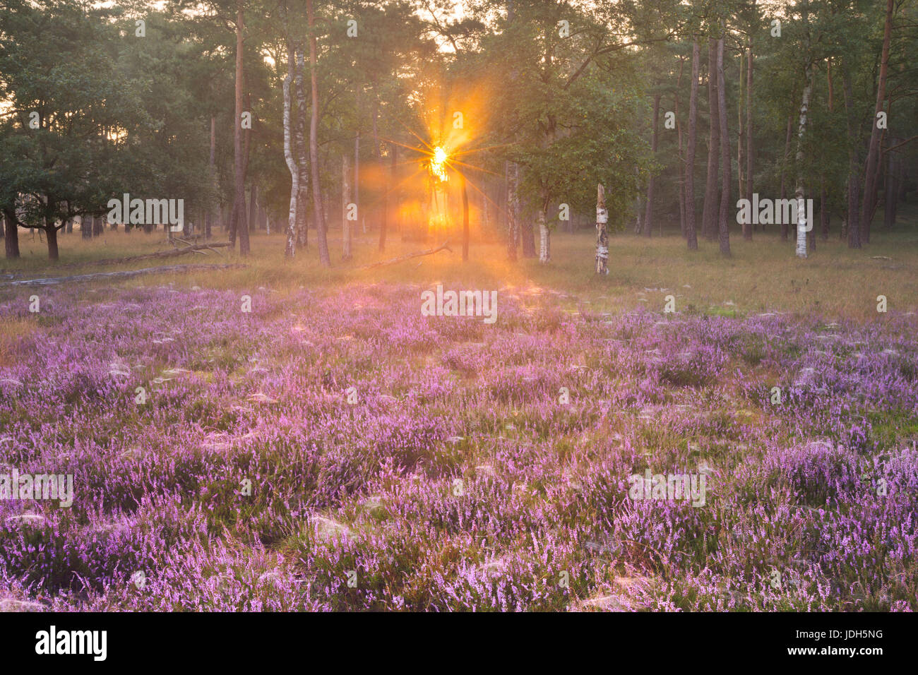 Blühende Heide am Rande eines Waldes. Fotografiert bei Sonnenaufgang in den Niederlanden. Stockfoto