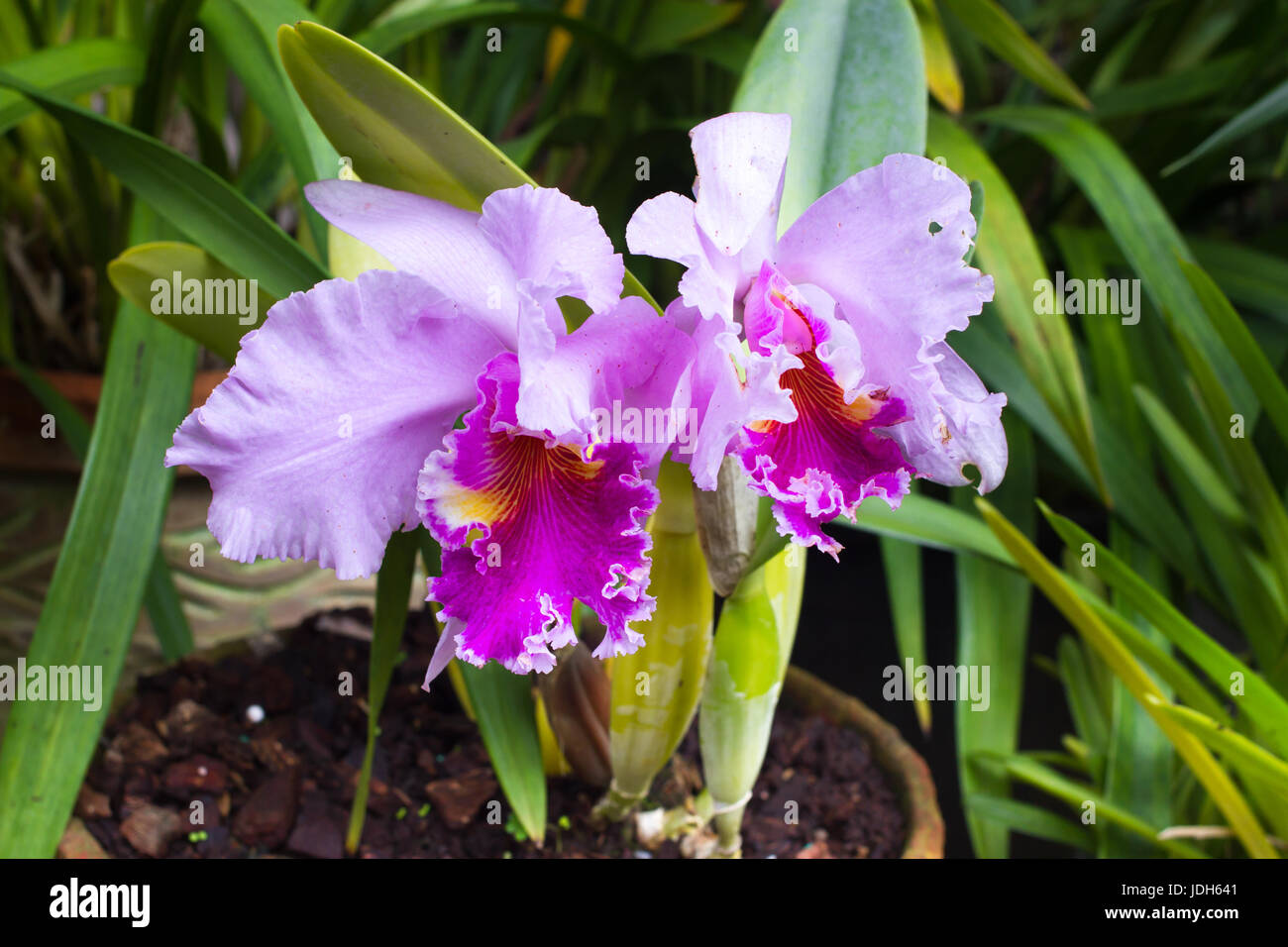Paar von Cattleya lila Orchideen. Garten Blumen Topf Stockfoto