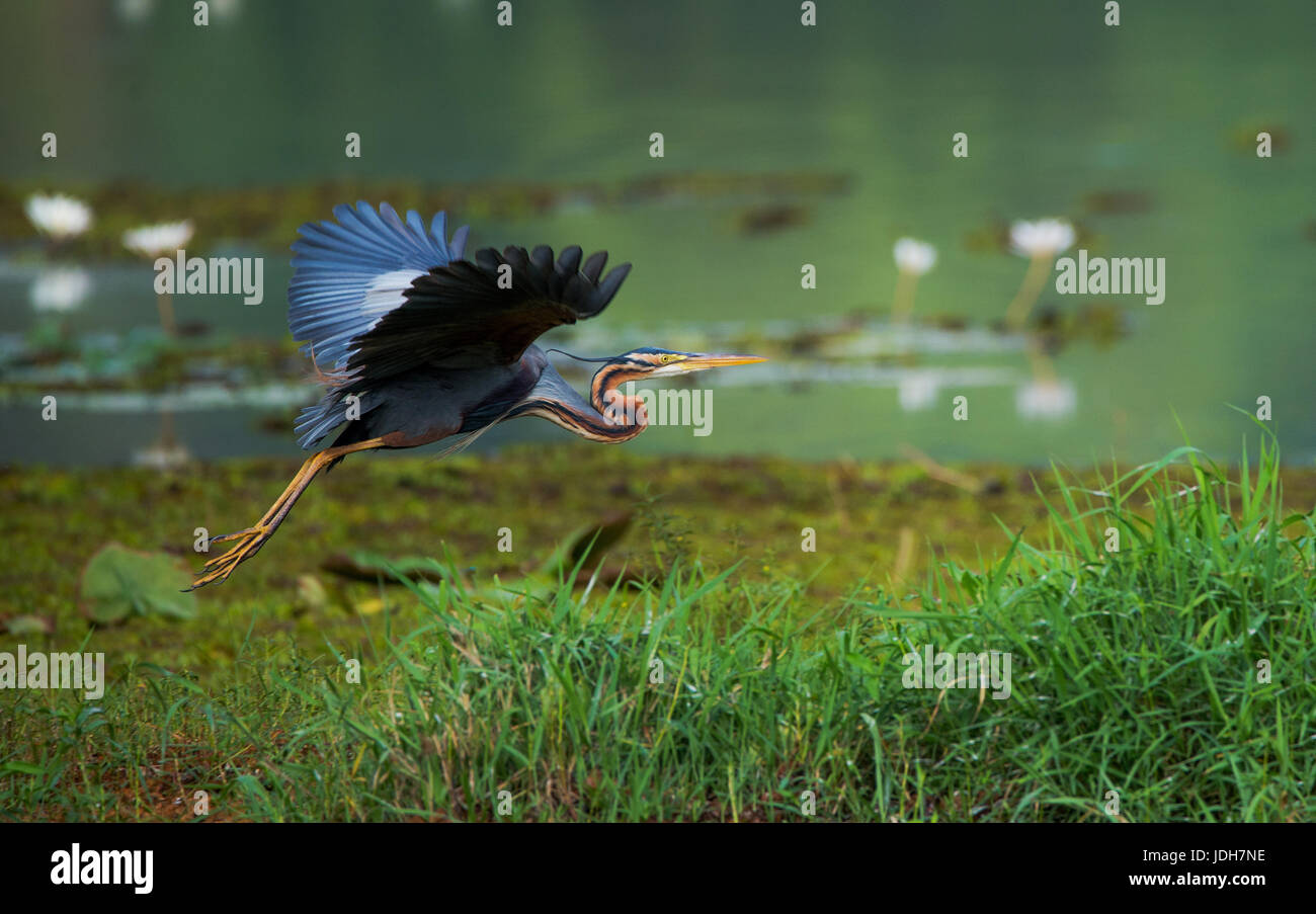 Ein Purpurreiher Vogel fliegen um das Feuchtbiotop auf der Suche nach Nahrung Stockfoto