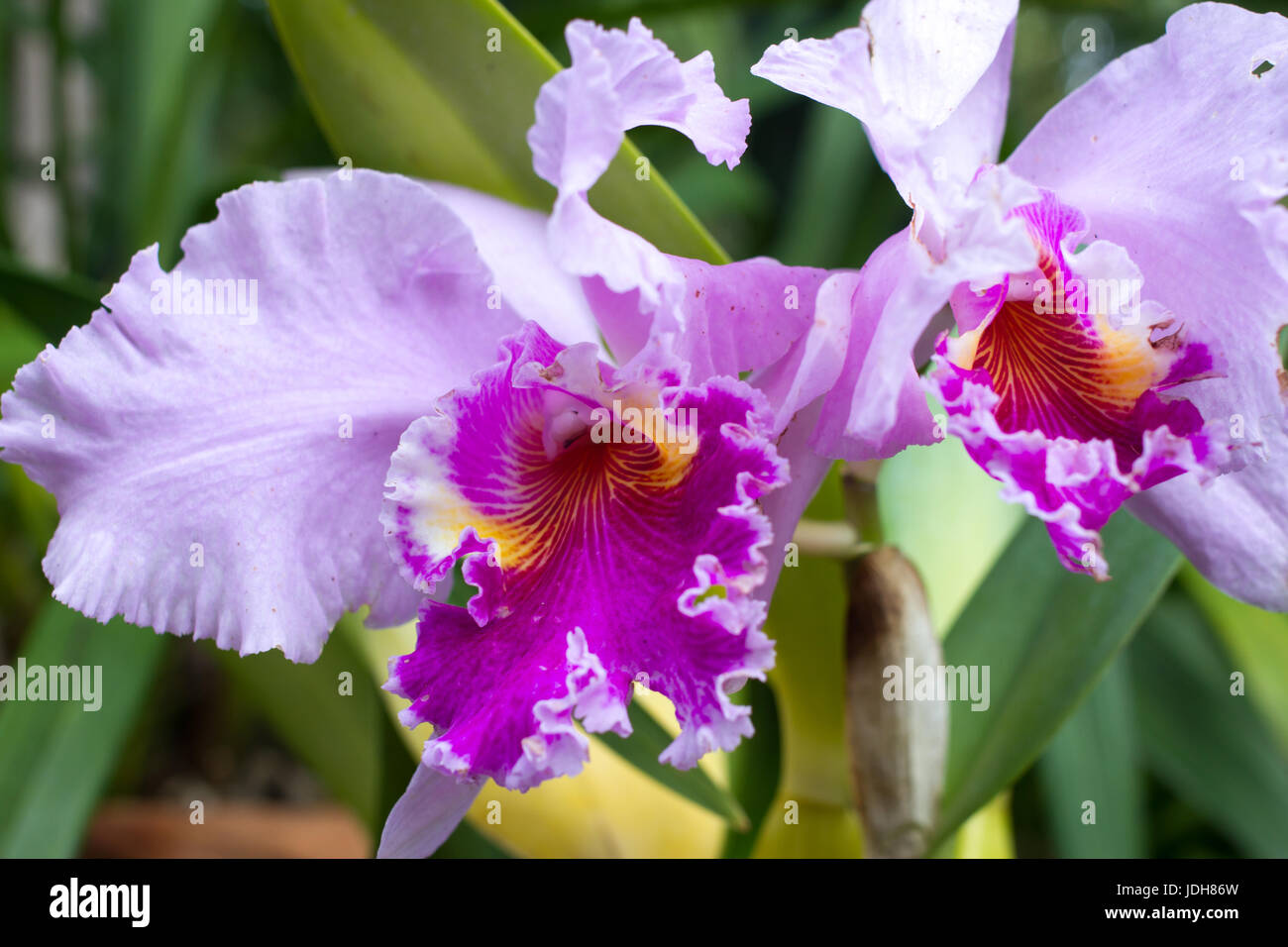 Paar von Cattleya lila Orchideen. Garten Blumen Topf Stockfoto