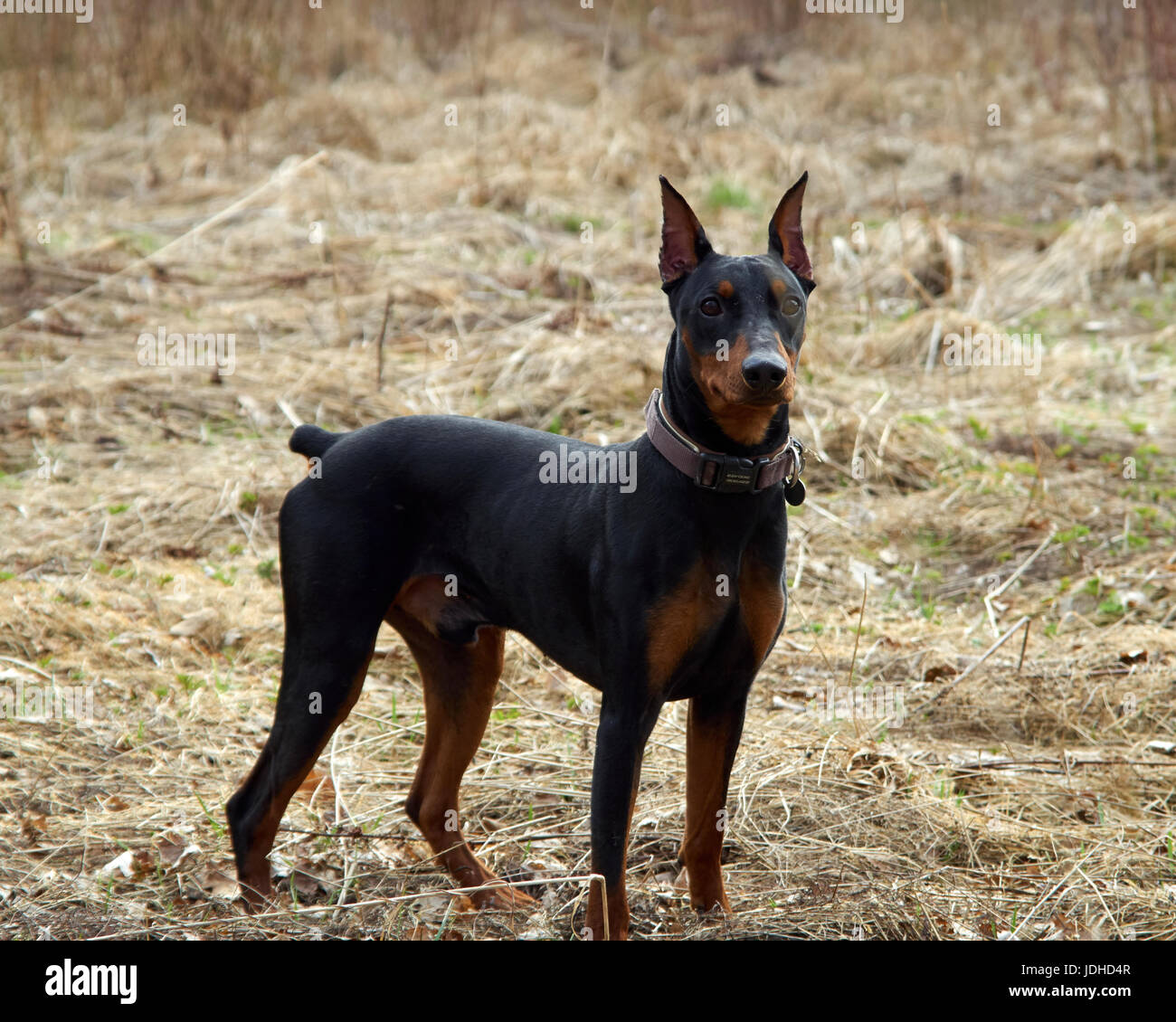 Deutsche Pinscher bei einem Spaziergang durch den herbstlichen Wald Stockfoto