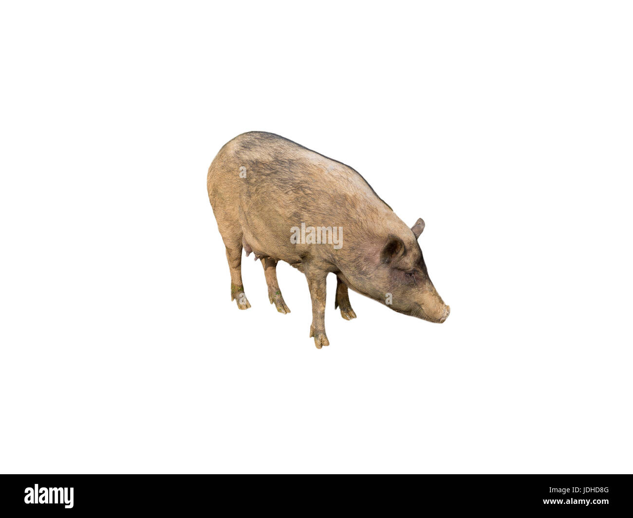 Seitenansicht von Wildschweinen isoliert auf weißem Hintergrund Stockfoto