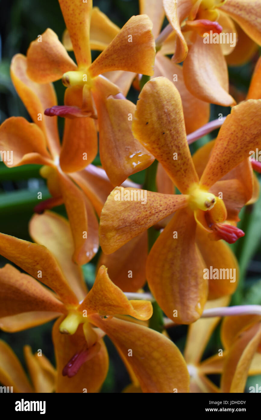Orange Orchidee blüht auf einem natürlichen grünen Hintergrund Stockfoto