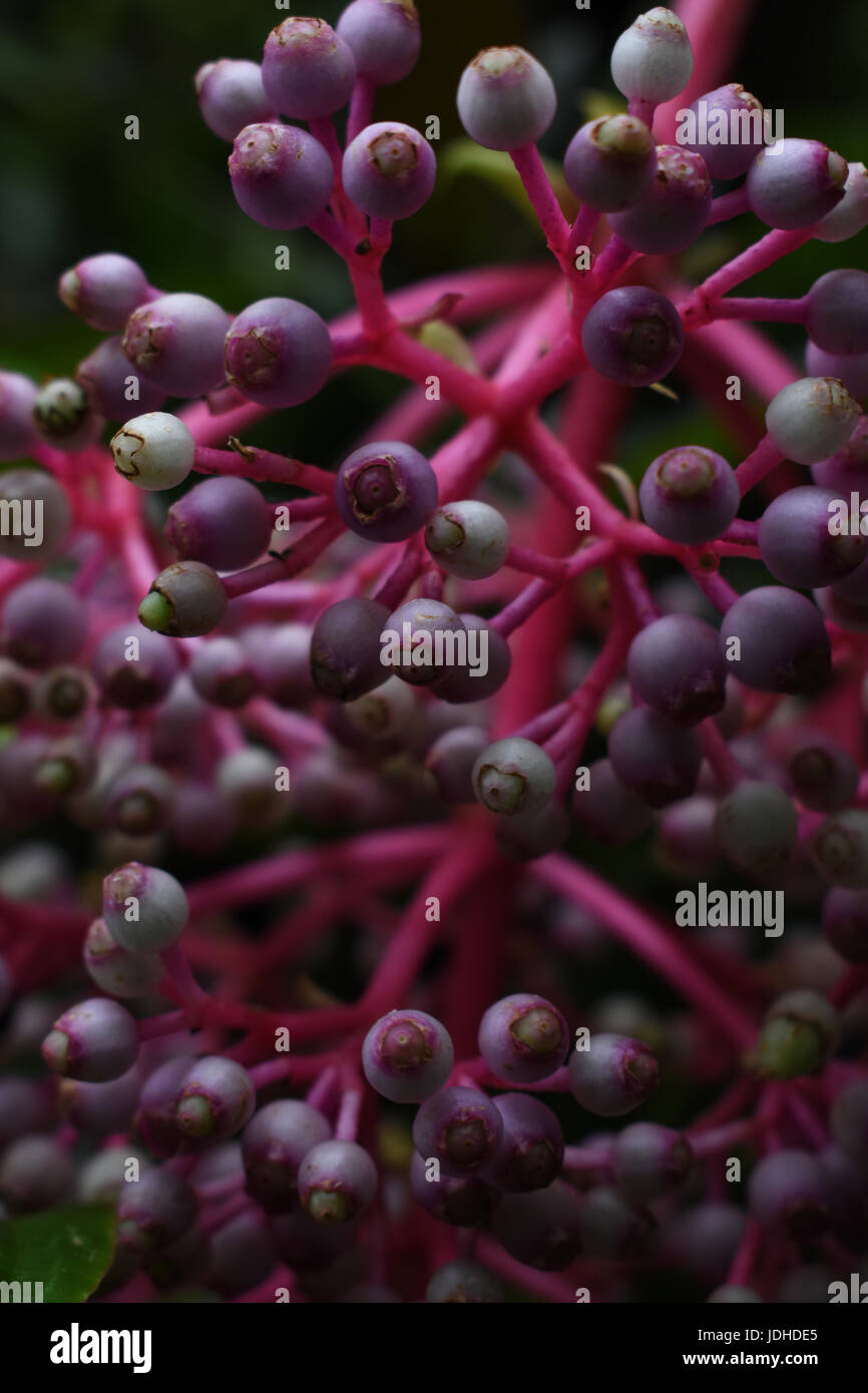 Rosa und lila Frucht Blüte Beeren auf einem dunklen Hintergrund der natürlichen Blattgrün Stockfoto