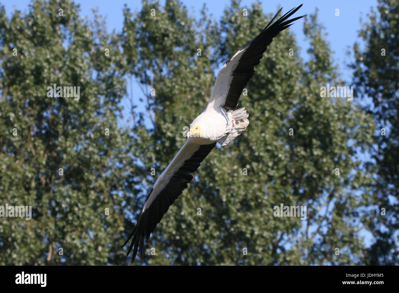 Schmutzgeier oder afrikanischen weißen Scavenger Geier (Neophron Percnopterus) im Flug. Stockfoto