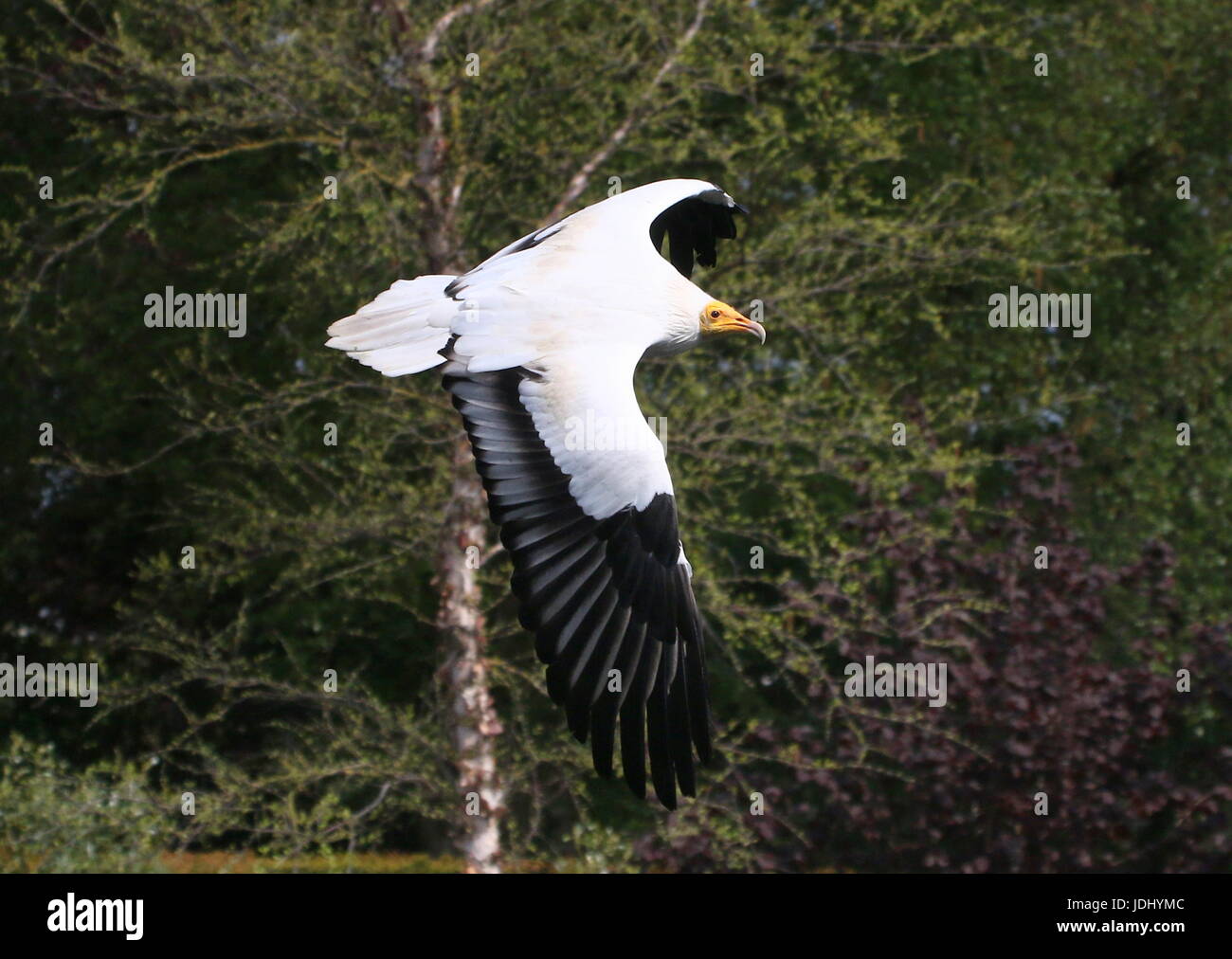 Schmutzgeier oder afrikanischen weißen Scavenger Geier (Neophron Percnopterus) im Flug. Stockfoto