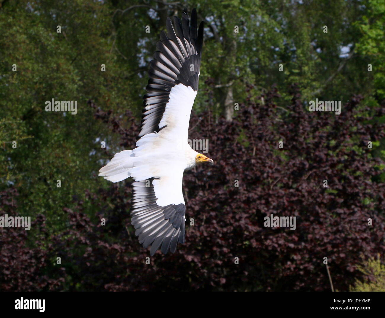 Schmutzgeier oder afrikanischen weißen Scavenger Geier (Neophron Percnopterus) im Flug. Stockfoto
