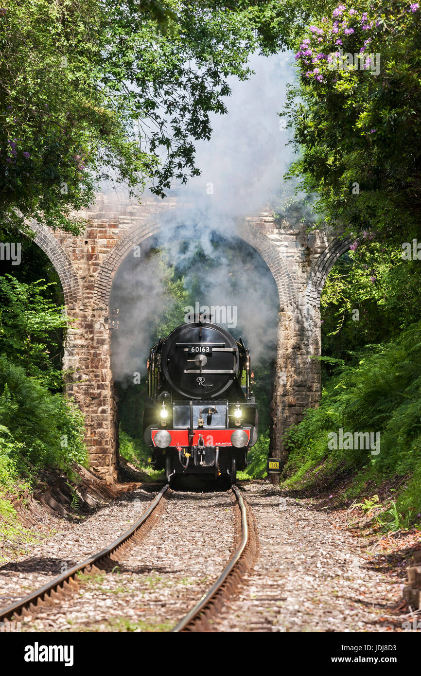 Tornado-Dampfmaschine dämpfen die Bank unter die 3 Bogenbrücke über die Bodmin & Wenford Steam Railway Stockfoto