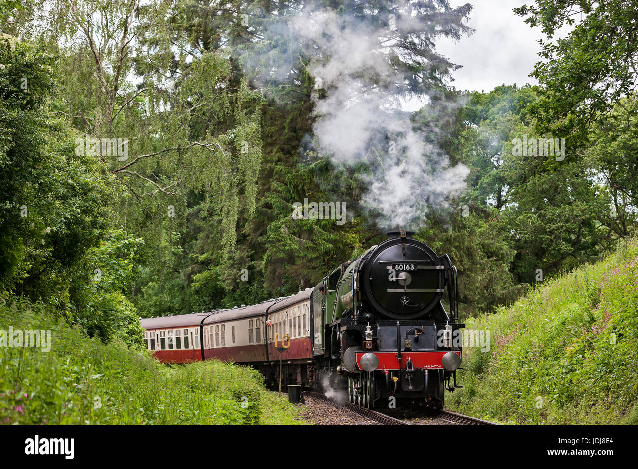 Tornado-Dampfmaschine dämpfen die Bank auf die Bodmin & Wenford Steam Railway Stockfoto