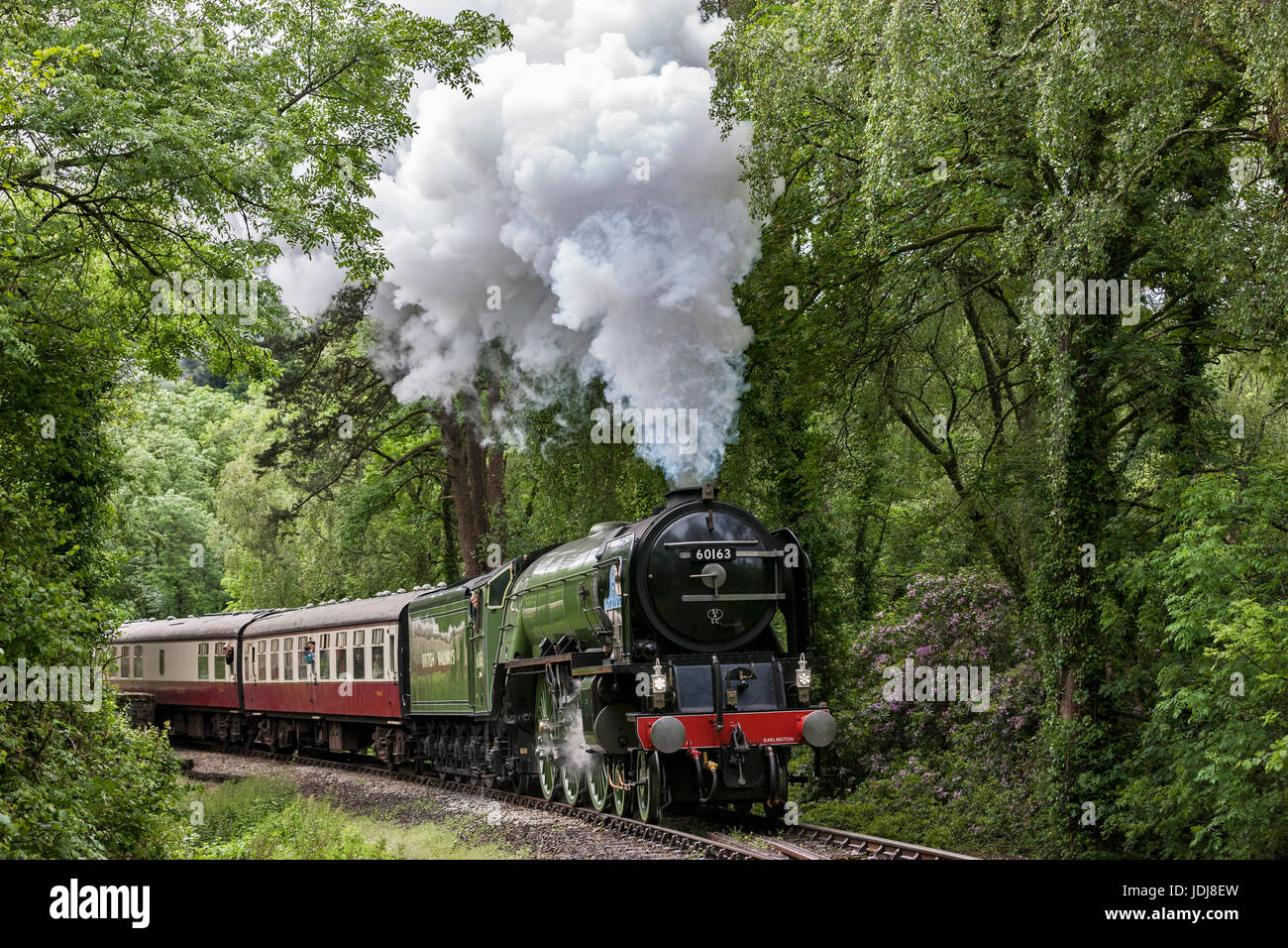 Tornado-Dampfmaschine dämpfen die Bank auf die Bodmin & Wenford Steam Railway Stockfoto